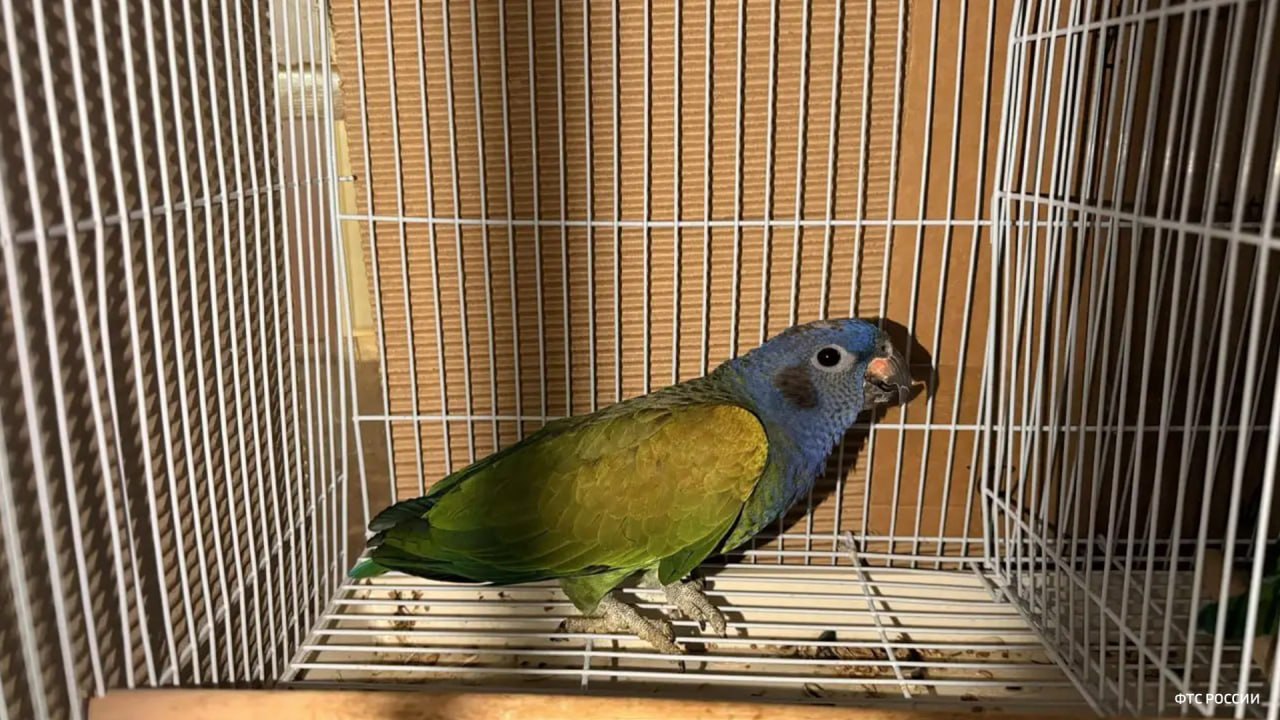 Более ста живых экзотических птиц обнаружили таможенники при проверке микроавтобуса в Оренбургской области, сообщает пресс-служба самарской таможни Более ста живых экзотических птиц обнаружили таможенники при проверке микроавтобуса в Оренбургской области, сообщает пресс-служба самарской таможни