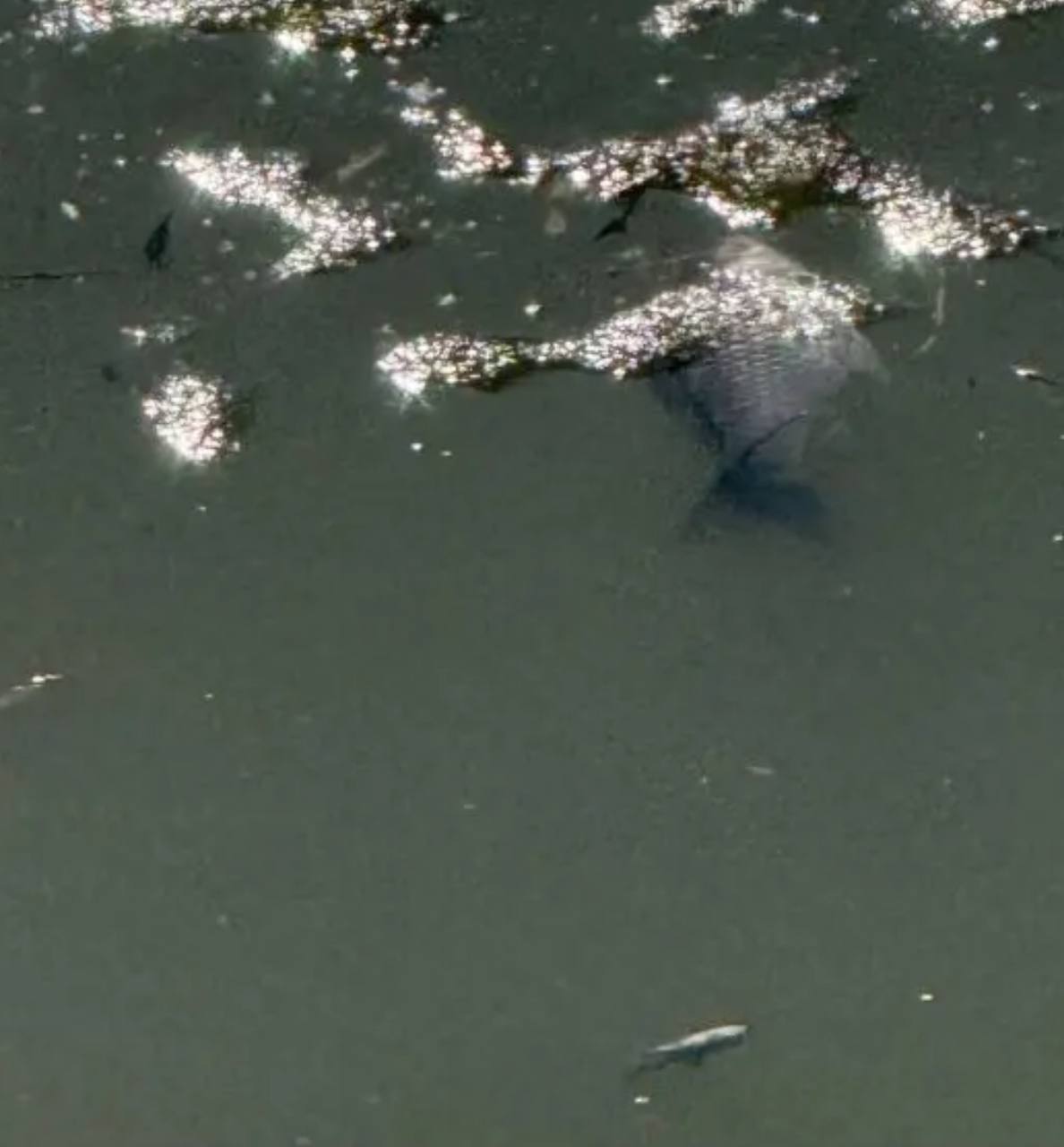 Массовая гибель рыбы в водоеме в Самаре