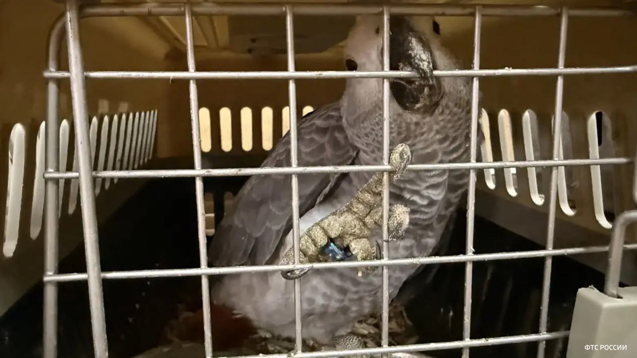 Более ста живых экзотических птиц обнаружили таможенники при проверке микроавтобуса в Оренбургской области, сообщает пресс-служба самарской таможни Более ста живых экзотических птиц обнаружили таможенники при проверке микроавтобуса в Оренбургской области, сообщает пресс-служба самарской таможни