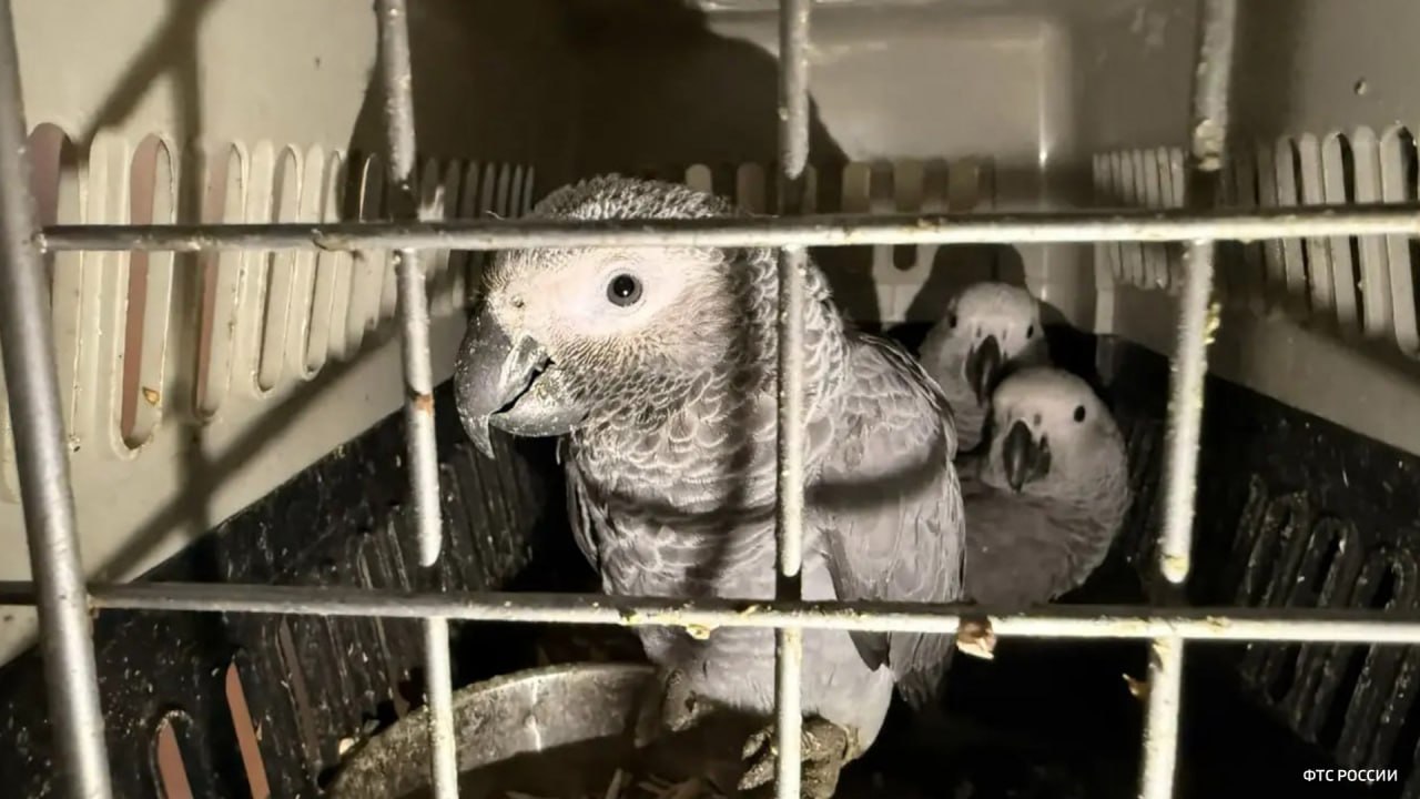 Более ста живых экзотических птиц обнаружили таможенники при проверке микроавтобуса в Оренбургской области, сообщает пресс-служба самарской таможни