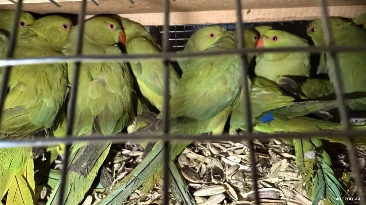 Более ста живых экзотических птиц обнаружили таможенники при проверке микроавтобуса в Оренбургской области, сообщает пресс-служба самарской таможни Более ста живых экзотических птиц обнаружили таможенники при проверке микроавтобуса в Оренбургской области, сообщает пресс-служба самарской таможни