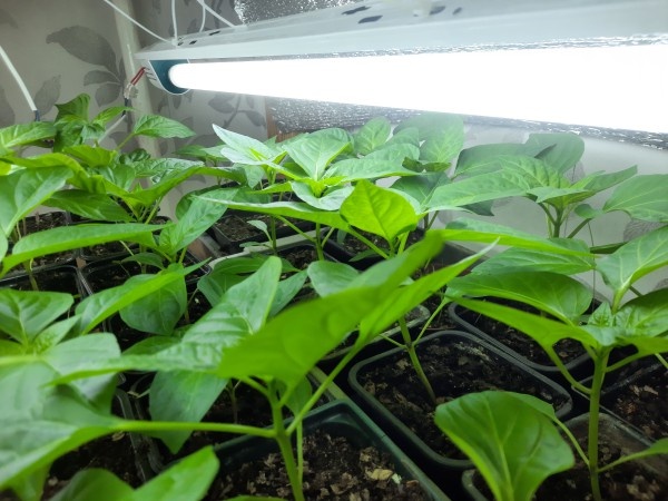 Ошибки при выращивании рассады: как их избежать и добиться успеха