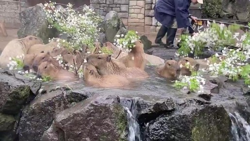 Чтоб я так жил, как эти капибары в японском зоопарке