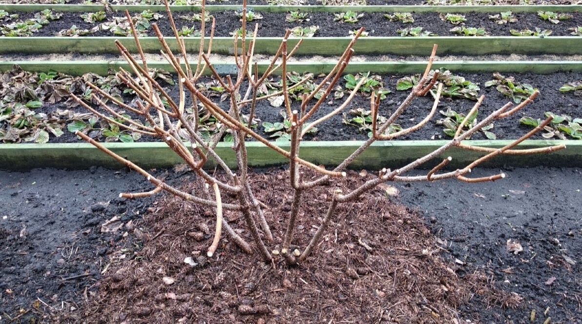 Загадка осенней обрезки: как ухаживать за метельчатыми гортензиями