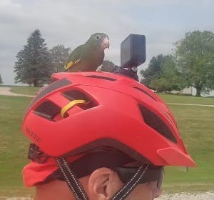 Попугай Бебе покорил Багамы Попугай Бебе покорил Багамы