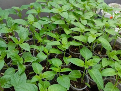 ������� ����� � ���� ���!