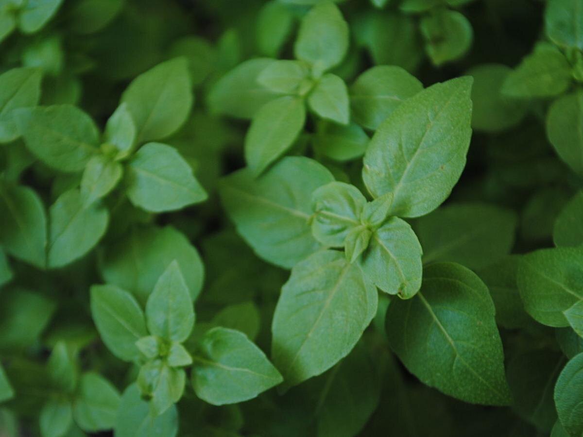 Тепло и уют для базилика: советы по уходу и защите от холодов