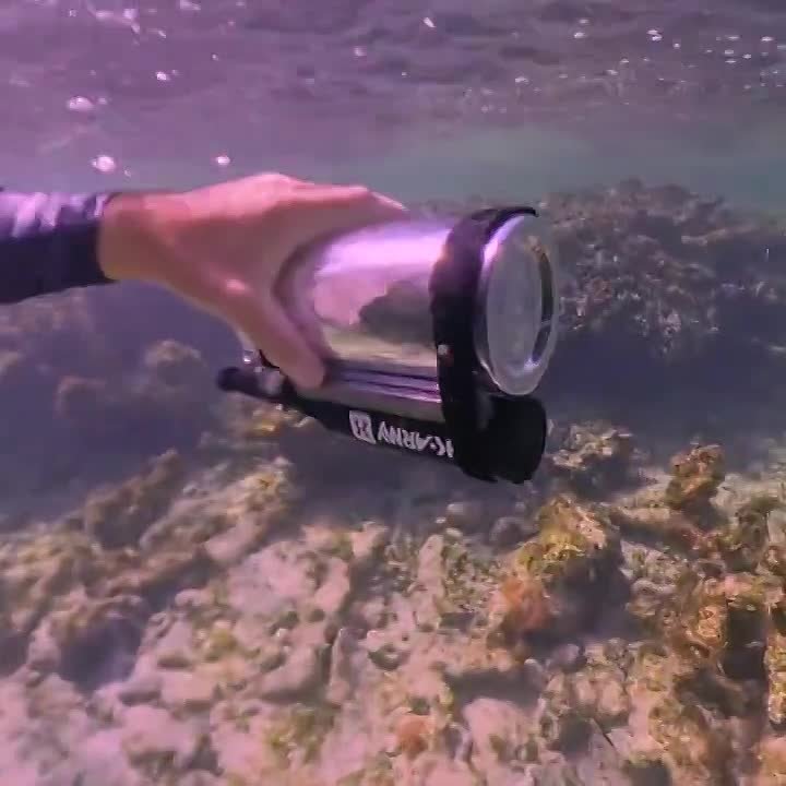 Попугай Бебе покорил Багамы