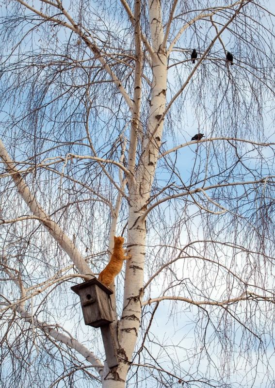 ����������� �������.... ����: ����� ������