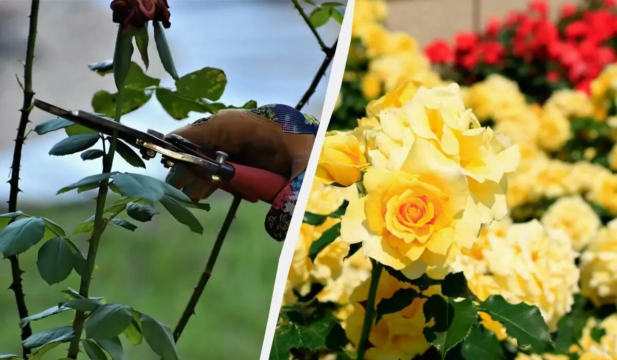 Зимнее спасение для роз: что нужно знать осенью