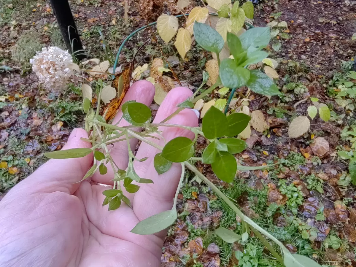 Как простое удобрение помогает справиться с мокрицей на участке