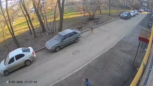 В Самаре возбудили уголовное дело по информации о нападении собак на ребенка