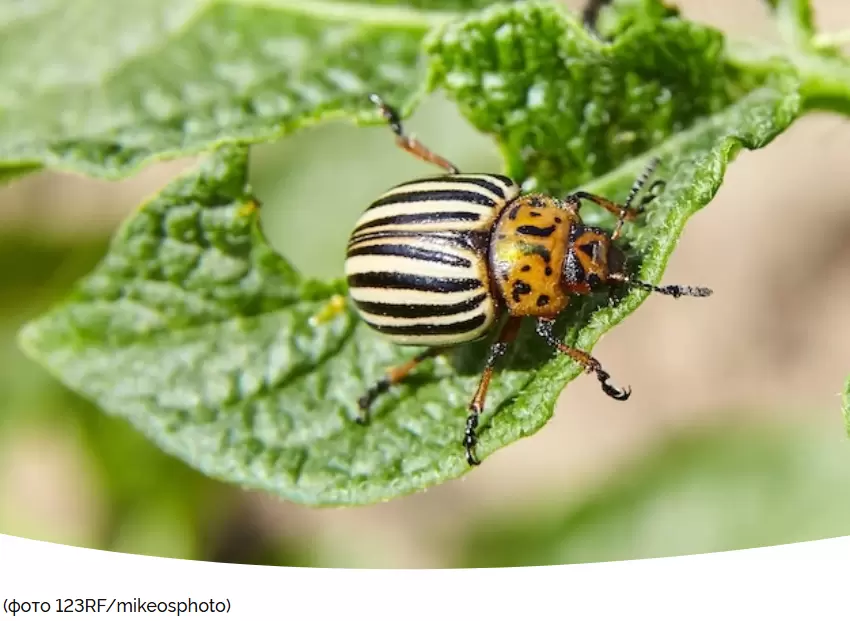 Как защитить картофель от колорадского жука: эффективные способы борьбы в июне