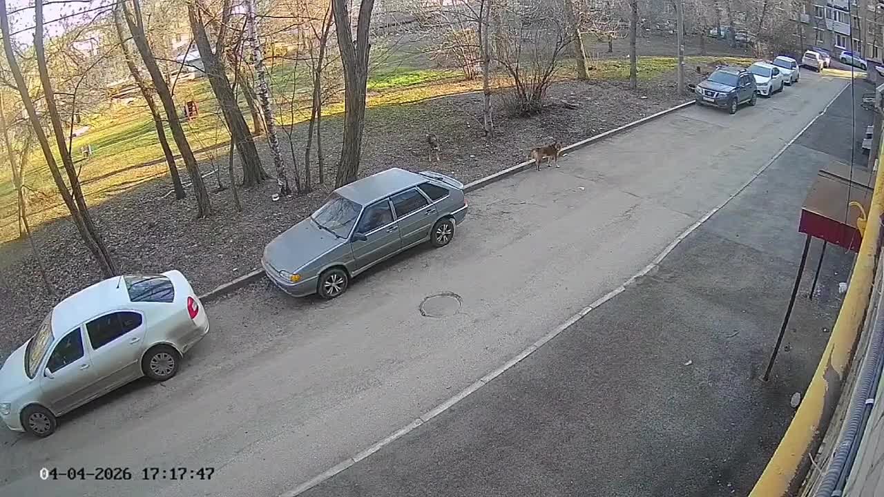 Бродячие собаки набросились на ребенка на ул. Физкультурной