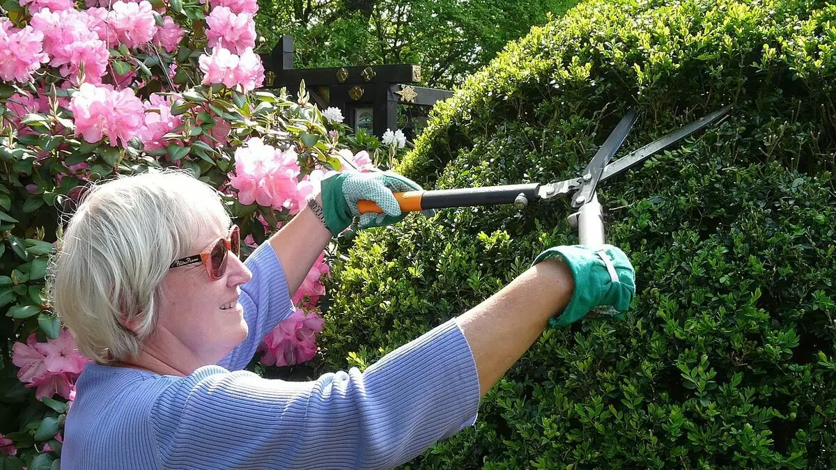 Весеннее преображение: секреты обрезки кустарников