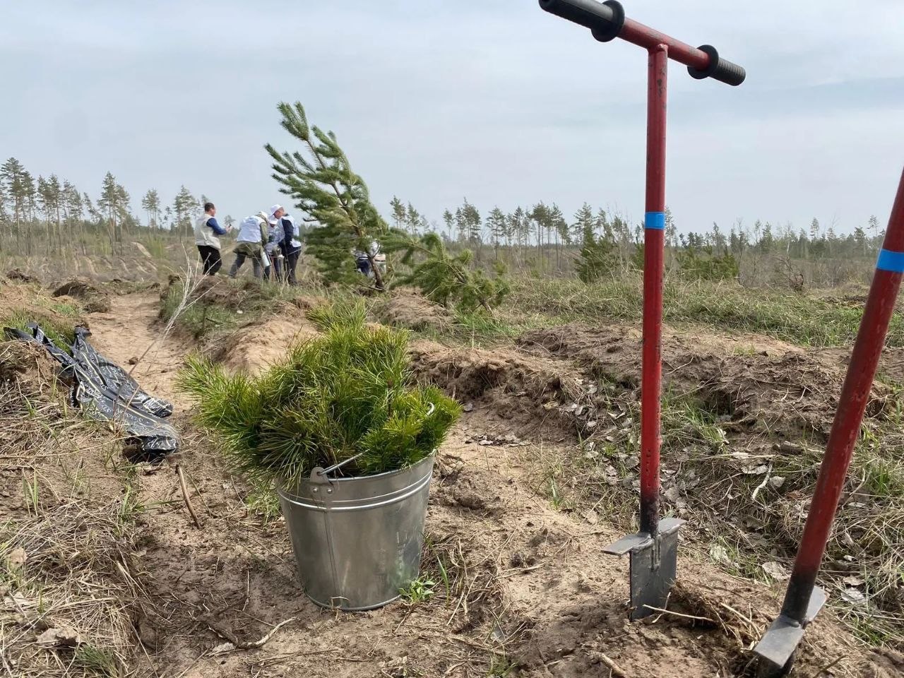 Хватит сидеть в телефоне — посадите лучше дерево! Хватит сидеть в телефоне — посадите лучше дерево!