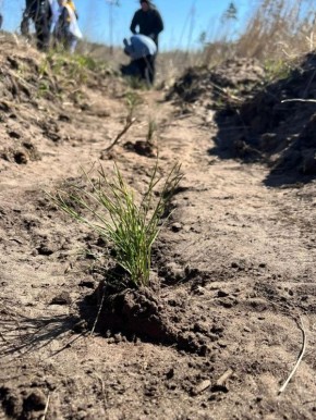 Хватит сидеть в телефоне — посадите лучше дерево!