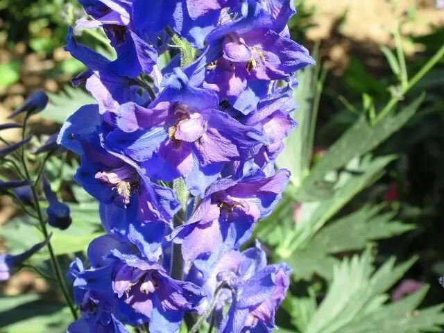 Как вырастить дельфиниум: секреты успешного ухода за любимым многолетником