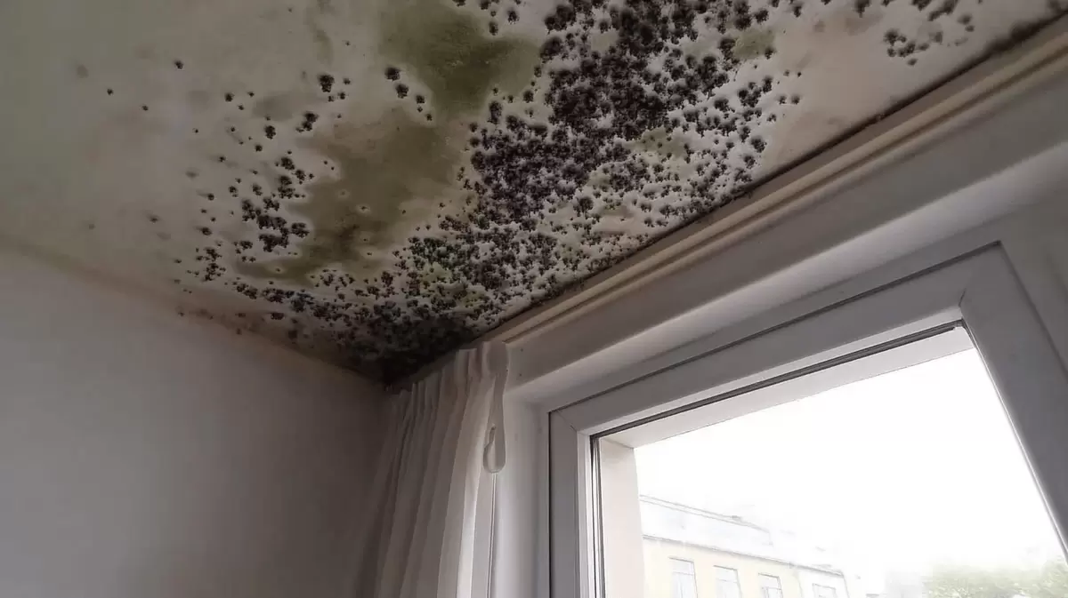 Плесень в квартире: как убрать и куда обращаться за помощью