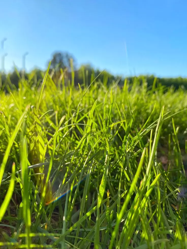 Как максимально использовать траву после покоса