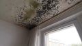 Плесень в квартире: как убрать и куда обращаться за помощью