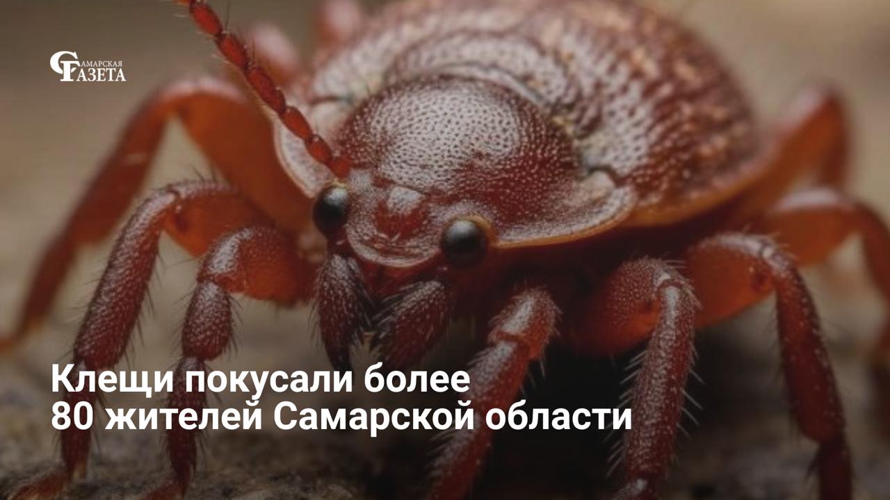 С начала сезона в Самарской области зарегистрировано 82 случая укусов клещей, включая 28 детей