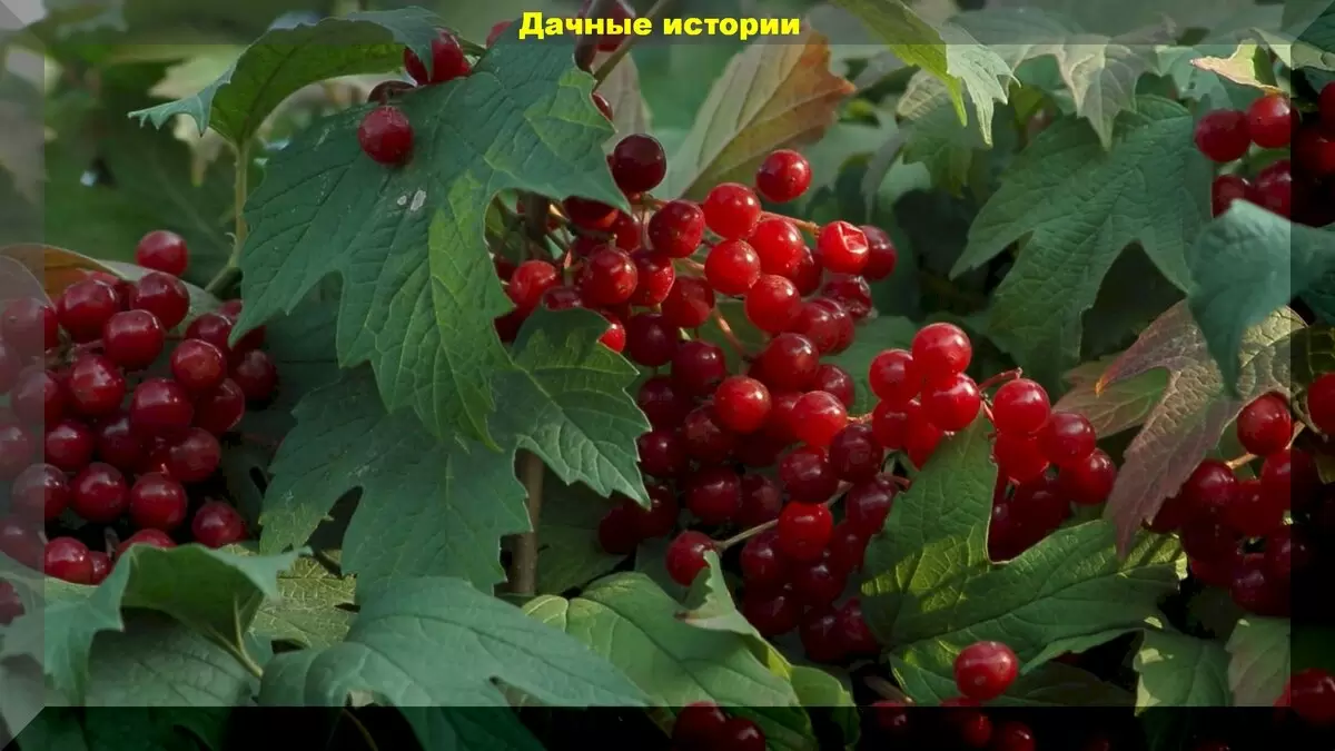Калина красная: секреты успешного выращивания на даче