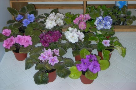 ��� ��������� ������ �������� ������� ������� ���: �������� ������ ��� ����������