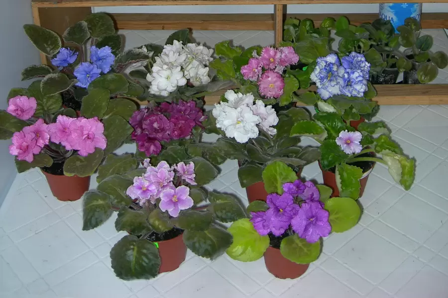 Как заставить фиалки радовать цветами круглый год: полезные советы для цветоводов