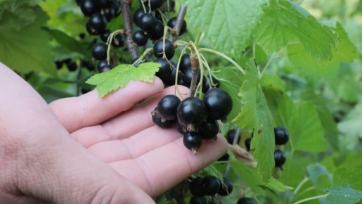 ��� ��������� ��������� ��� ���������: ������� ������� ���� � �������� ��������