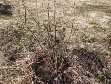 ������� ����������� ��������� � ����: ������� ��������� ������