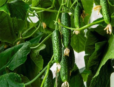 ������ �����: ��������� ������ ��� ������� ���������� �����