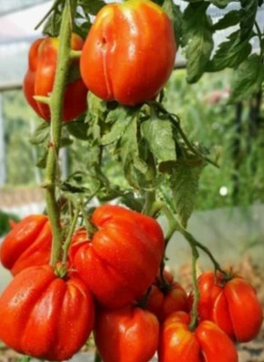 ������ � ���������� ����������: �������� ������ ����� ��� ������ ������