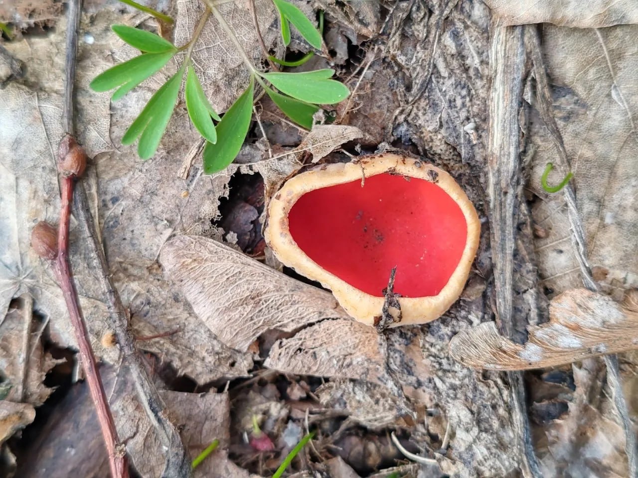 Только сошёл снег, а в лесу Жигулевского заповедника "распустились" грибы! Только сошёл снег, а в лесу Жигулевского заповедника "распустились" грибы!