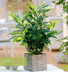 ����������� ��������� � �������� ��������