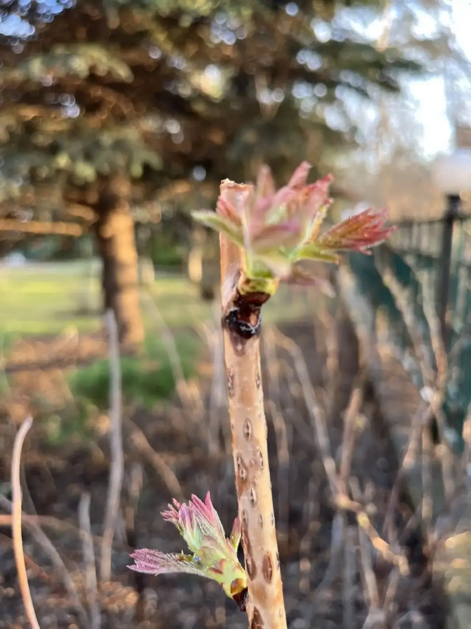 Они появляются!. Посмотрите, на деревьях и кустах уже маленькие листики! Это апрель уверенно зашел в наш город Они появляются!. Посмотрите, на деревьях и кустах уже маленькие листики! Это апрель уверенно зашел в наш город