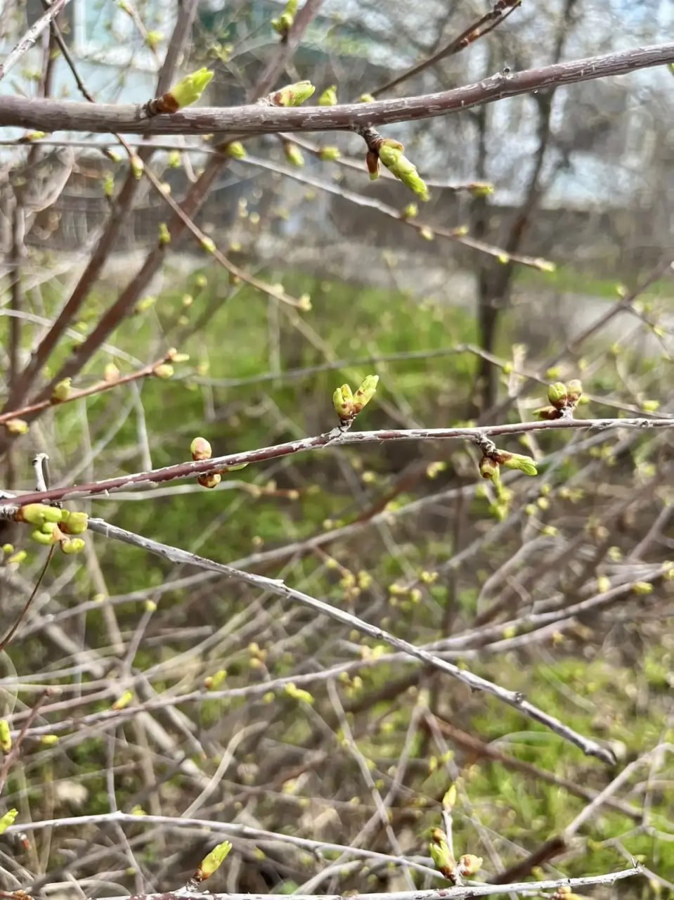 Они появляются!. Посмотрите, на деревьях и кустах уже маленькие листики! Это апрель уверенно зашел в наш город Они появляются!. Посмотрите, на деревьях и кустах уже маленькие листики! Это апрель уверенно зашел в наш город