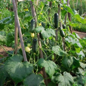 ��� ������� ��������� ���� ������� ��� ������ ����