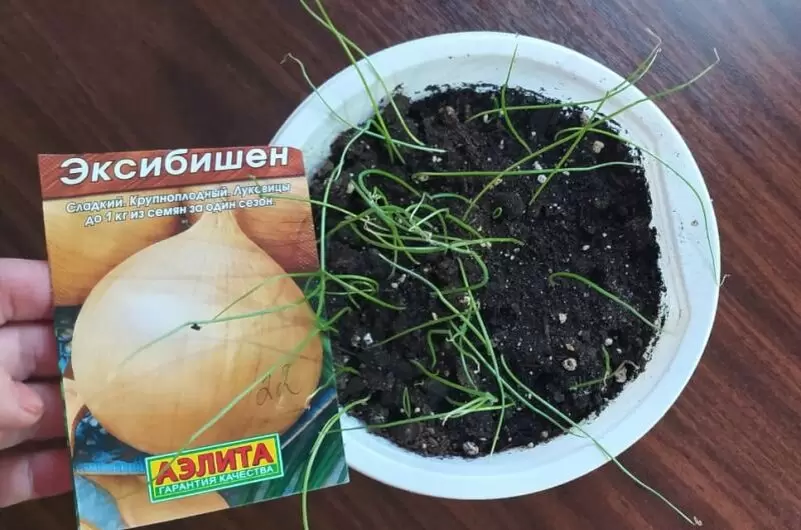 Успех в каждом семечке: секреты выращивания лука Эксибишен