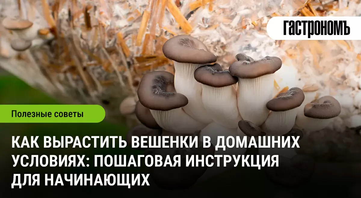 Как вырастить вешенки дома: советы для начинающих грибников