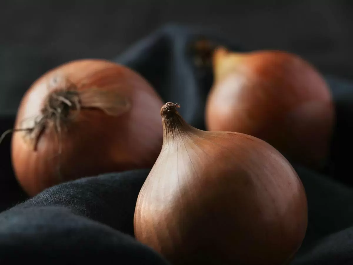 Как вырастить крупный лук: секреты успешного посева из семян