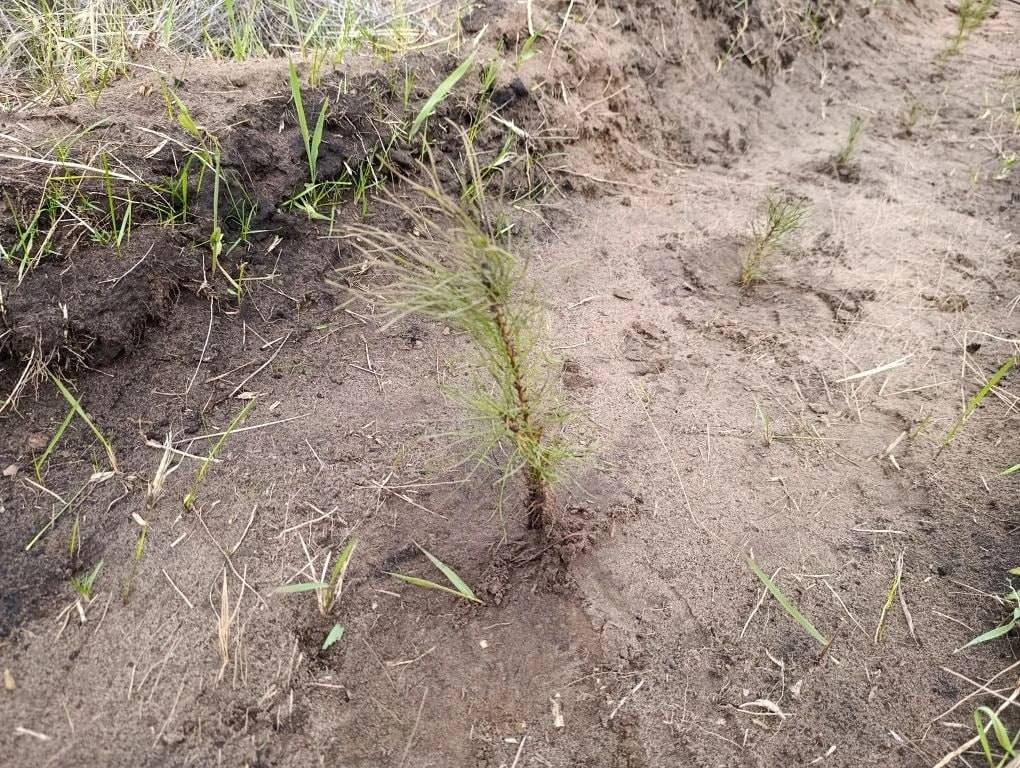 Восстановим и вырастим лес вместе! Восстановим и вырастим лес вместе!