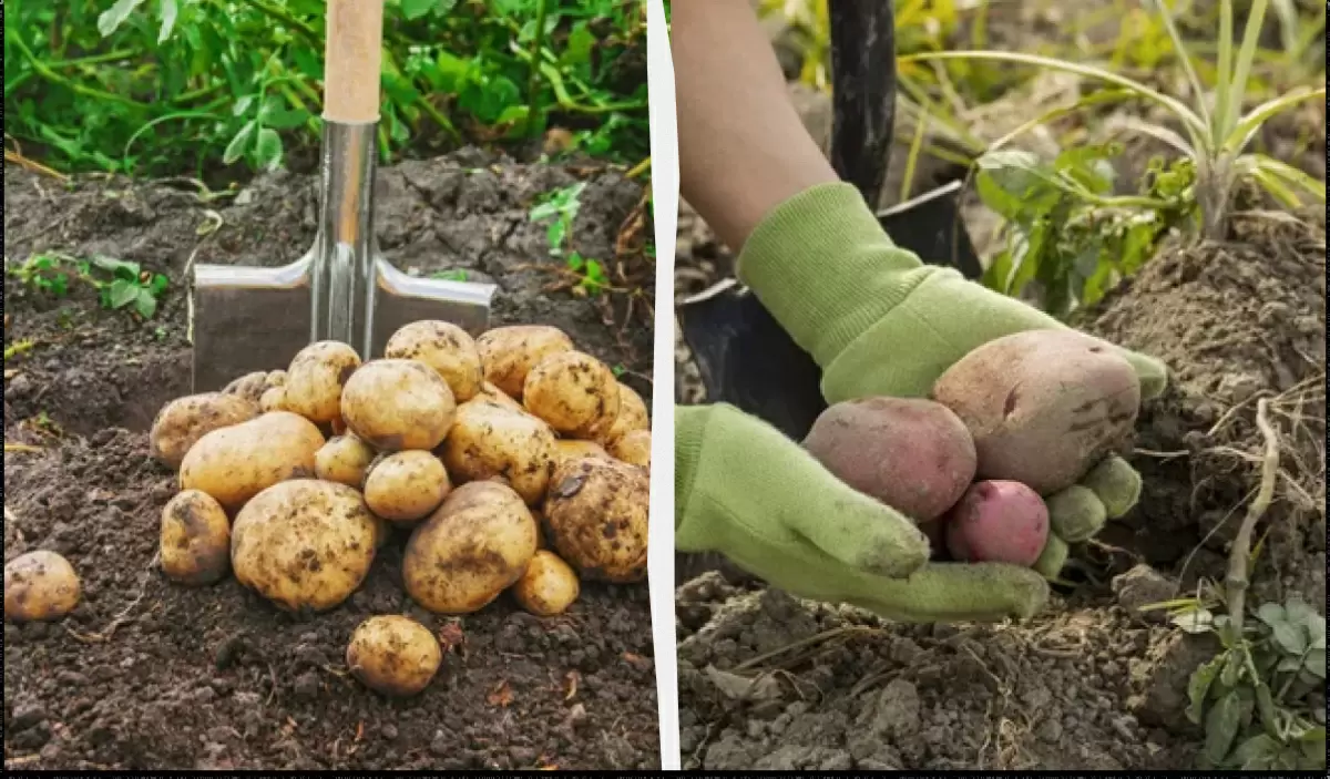Лунный календарь для огородников: когда лучше выкапывать картошку в 2025 году?
