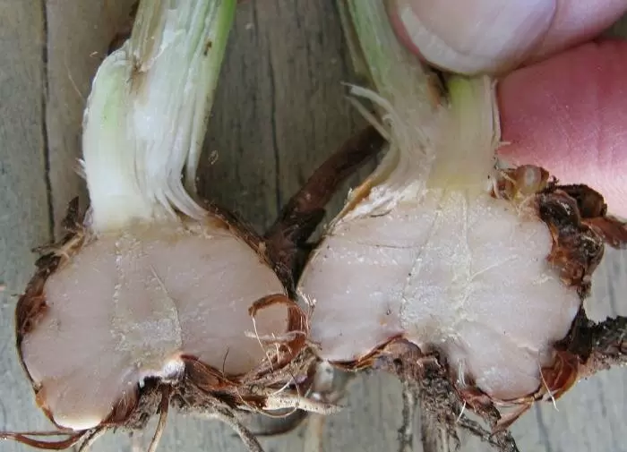 Подготовка луковиц гладиолусов к посадке