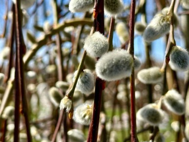 ������ ����!. 12 ������ ����������� ������� ���������� �� +3...+7 �C ��������� ������������ ��������� ������, �����