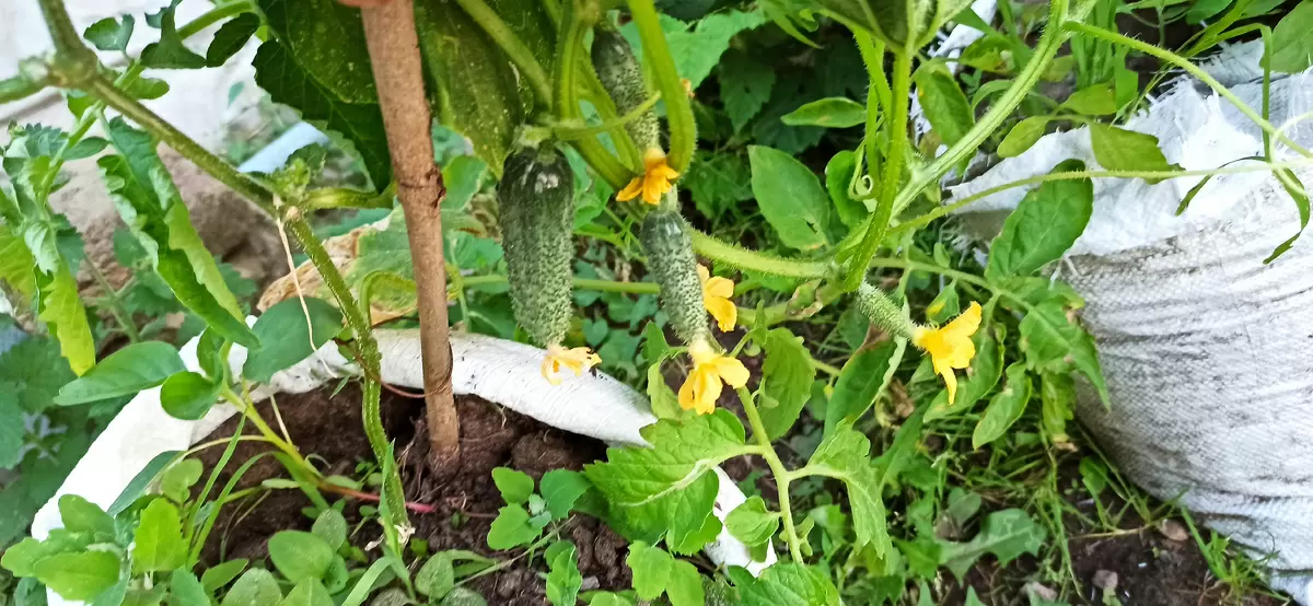 Удивительный способ выращивания огурцов: секреты урожайности