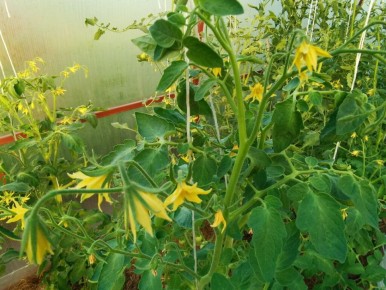 ������� ��������� ������ ���������: ��� ��������� ������������� � ������ �������� � ����������� ������