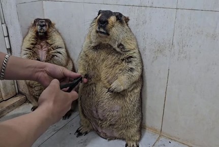 Говорят – спит, как сурок. А вы видели, как сурок может переживать?