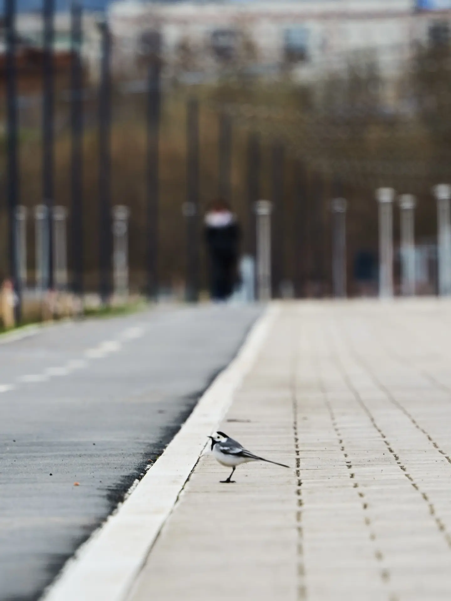 Пешком к здоровью. Утренние прогулки – самый простой способ укрепить здоровье