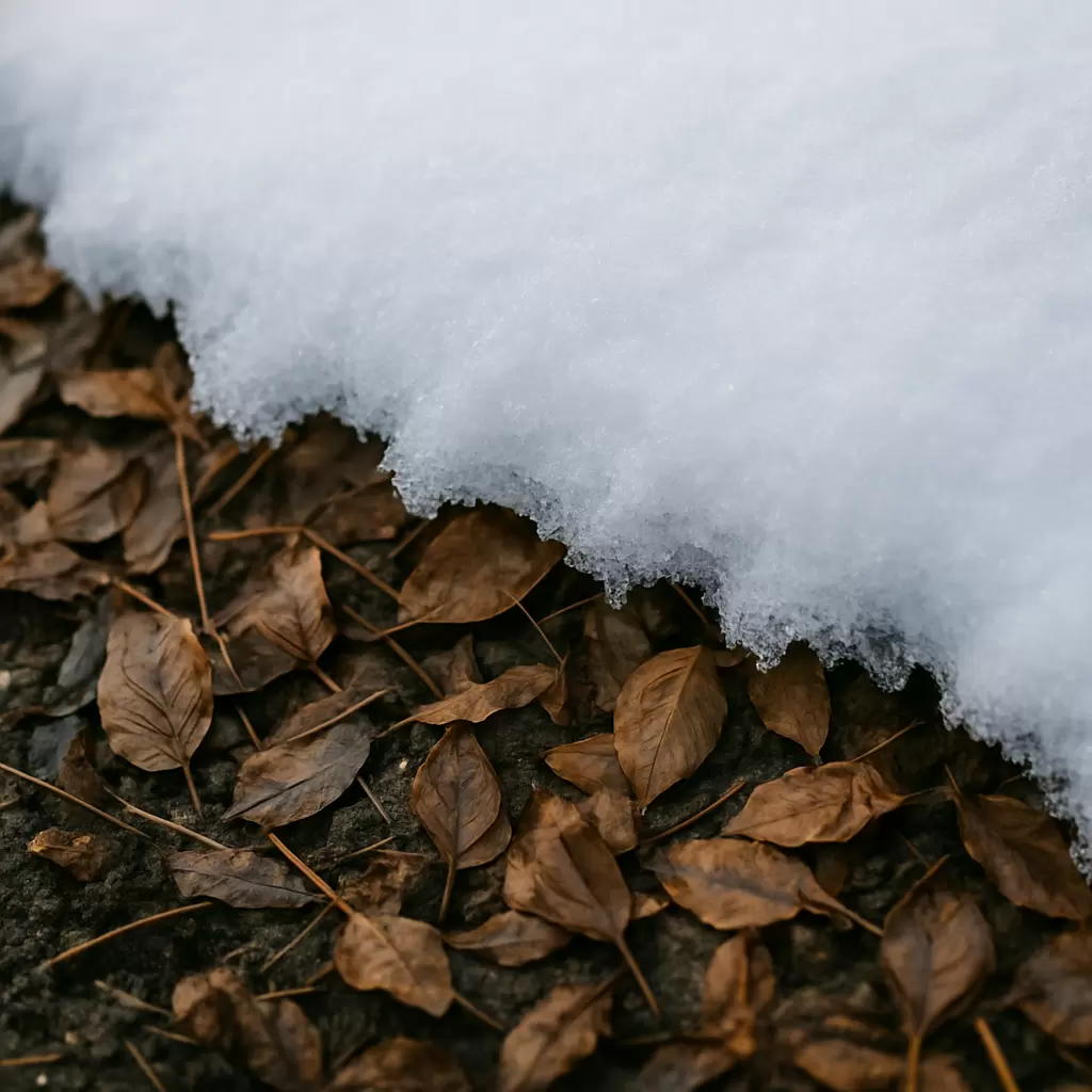 Микроорганизмы под снегом: неожиданные зимние тайны почвы